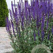 Salvia n. 'Eos' GM P9