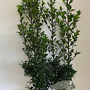 Ilex meserv. 'Heckenstar' 80-100 cm met kluit