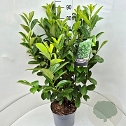 Prunus I. 'Rotundifolia' 60-80 cm 10L
