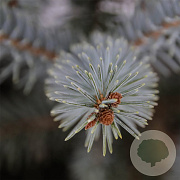 Picea pungens 'Erich Frahm' 40-50 cm 5,0L