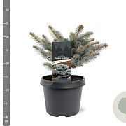 Picea pungens 'Glauca Globosa' 20-25 cm 3,0L