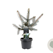Picea pungens 'Hoopsii' 25-30 cm 3,5L