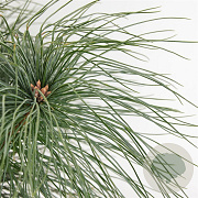Pinus strobus 30-40 cm 3,0L
