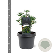 Sciadopitys vert. Green Diamond 25-30 cm 3,5L