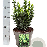 Euonymus jap. 'Green Spire' 30-35 cm 5,0L
