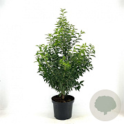 Prunus l. 'Angustifolia' 80-100 cm 10L