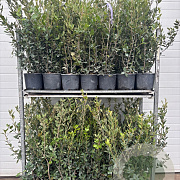 Quercus ilex 60-80 cm 5,0L