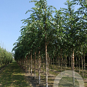 Betula nigra 16-18 HO draadkluit