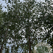 Betula pendula 16-18 HO draadkluit