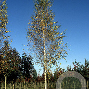 Betula p. 'Zwitsers Glorie' 18-20 HO draadkluit