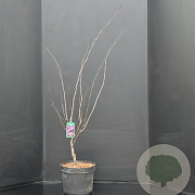 Cercis can. 'Forest Pansy' 80-100 cm 10L