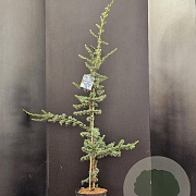 Cedrus l. 'Glauca' 100-125 cm 7,5L