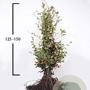Fagus sylvatica 125-150 cm wortelgoed