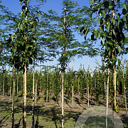Gleditsia triacanthos inermis 10-12 HO draadkluit