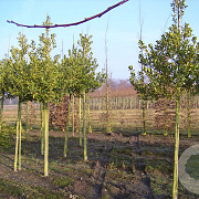 Ilex 'Nellie R. Stevens' 16-18 HO draadkluit