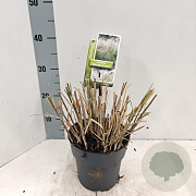 Miscanthus sin. 'Herman Mussel' GM 2,0L