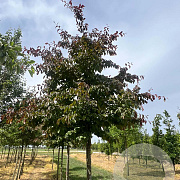 Parrotia persica 'Bella' 16-18 HO draadkluit