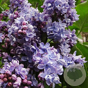 Syringa v. 'Prof. Hoser' 250-300 cm draadkluit struik 175-200 diameter