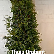 Thuja occ. 'Brabant' 200-225 cm met kluit