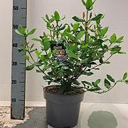 Viburnum tin. 'Gwenllian' 30-40 cm 5,0L