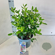 Viburnum tin. 'Gwenllian' 30-40 cm 5,0L