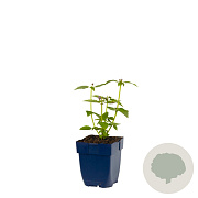 Agastache 'Blue Fortune' GM  P11