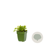 Apium graveolens GM  P11