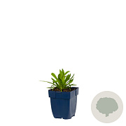 Armeria ps. 'Ballerina White' GM  P11