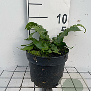 Asplenium scolopendrium GM 2,0L