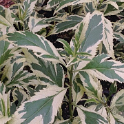 Eupatorium fortunei 'Capri' GM P9