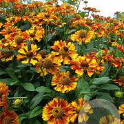 Helenium 'Can Can' GM P9