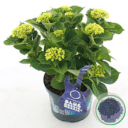 Hydrangea m. Music C. B. B.woogie 30-40 cm 5,0L blauw