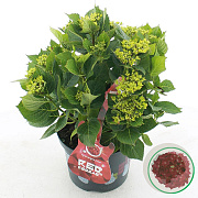 Hydrangea m. Music Coll. Red Reggae 30-40 cm 5,0L rood