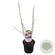 Magnolia 'George Henry Kern' 40-50 cm 3,0L