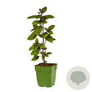 Ocimum basilicum 'Magic Mountain' GM  P11