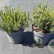 Pinus mugo 30-40 cm 10L