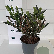 Prunus l. 'Otto Luyken' 35-40 cm 5,0L
