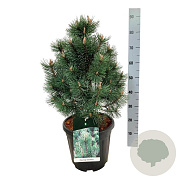 Pinus mugo 'Green Column' 50-60 cm 15L