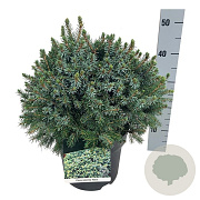 Picea omorika 'Nana' 30-40 cm 6,5L