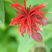 Monarda 'Squaw' GM P9