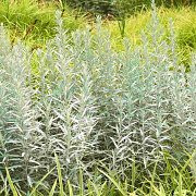 Artemisia lud. 'Silberteppich' GM P9