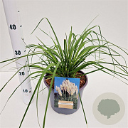 Cortaderia selloana gm 4,0L