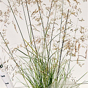 Deschampsia cesp. 'Goldschleier' gm 4,0L