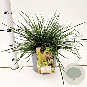 Deschampsia cesp. 'Palava' gm 4,0L
