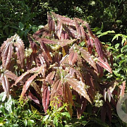 Epimedium wush. 'Spiny Leaved' GM P9