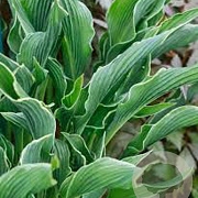 Hosta 'Praying Hands' GM P9