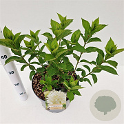 Hydrangea pan. 'Limelight' 30-40 cm 7,5L