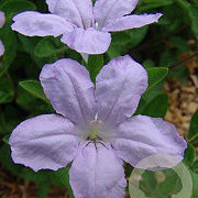 Ruellia humilis GM P9