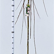 Salix caprea 'Kilmarnock' 180 cm stam 7,5L
