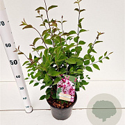Syringa microphylla 'Superba' 40-50 cm 4,5L